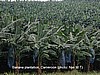 Banana plantation, Cameroon (photo: Njei M.T)